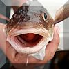 catch-fish