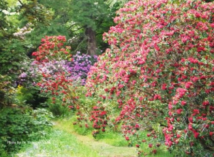 Azelias in the castle gardens