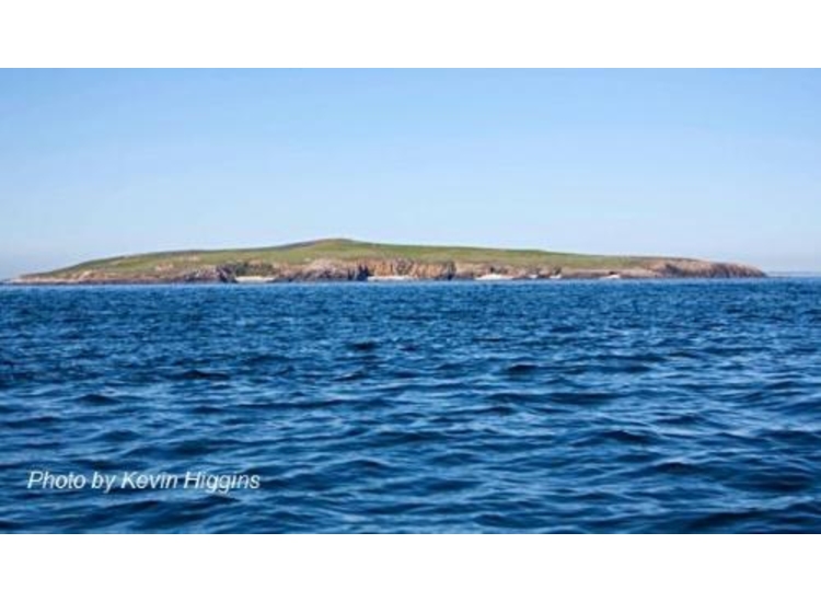 Little Saltee from the NW