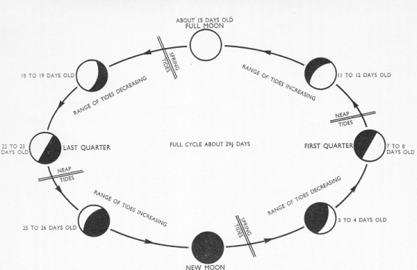 Tide Cycle Chart